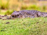 Rezerwat w Chobe (Botswana)